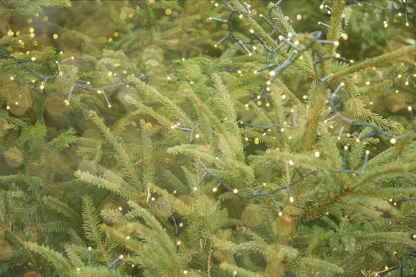 Green Branch Christmas Pine Garland Background Glowing Lights Focus Happy — Stock Photo, Image