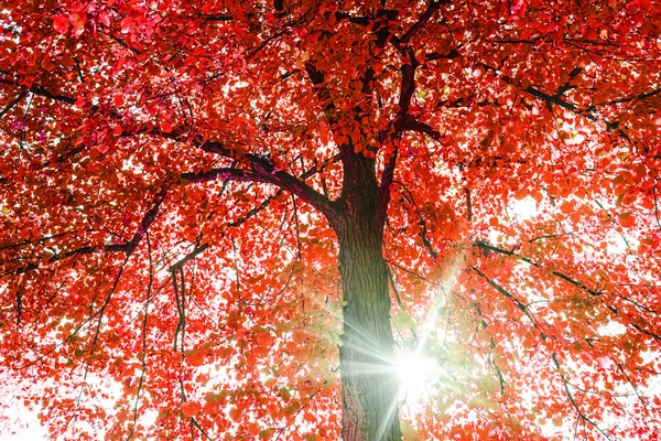 Lumière Soleil Travers Les Branches Des Arbres Saison Automne Vue — Photo