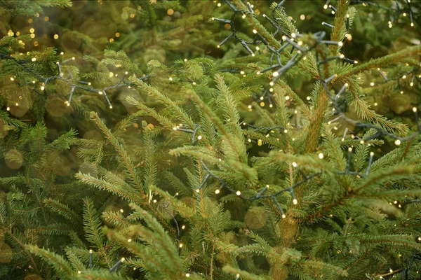 Green Branch Christmas Pine Garland Background Glowing Lights Focus Happy — Stock Photo, Image