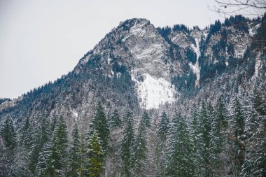  Çam ormanında kar, kış dağlarını kapladı. Bavyera, Almanya. Kış mevsimi. 