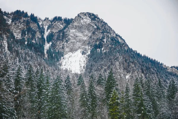 Neve Cobriu Montanhas Inverno Floresta Pinheiros Baviera Alemanha Época Inverno — Fotografia de Stock