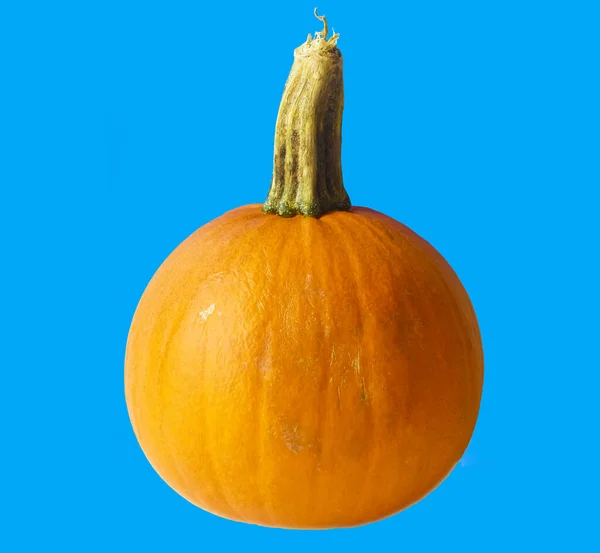 Апельсиновий Гарбуз Синьому Фоні — стокове фото
