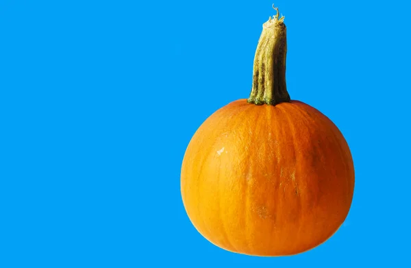 Orange Pumpa Blå Bakgrund — Stockfoto