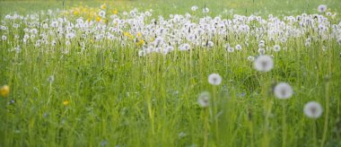 Yaz aylarında kabarık karahindiba tarlaları. Parkta yeşil çimenler ve ağaçlar olan manzara.