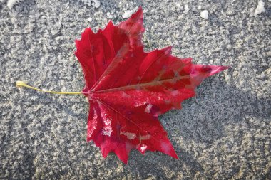 Taze kırmızı akçaağaç yaprağı karlı, buzlu ahşap bankta uzanıyor. Üst cephe manzarası. Kış mevsimi. 
