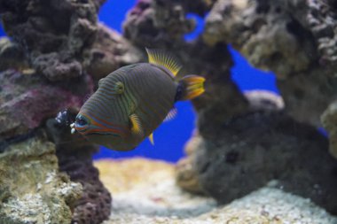 Deniz yaşamı: egzotik tropikal mercan resifi bluering melek balığı (Pomacan