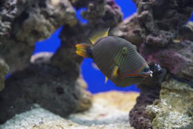 Deniz yaşamı: egzotik tropikal mercan resifi bluering melek balığı (Pomacan