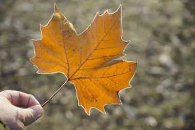  Aralık 'ta çim ve akçaağaç yaprağı üzerindeki don. Kış mevsimi. Erkek el buzlu yaprak tutar.