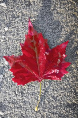 Taze kırmızı akçaağaç yaprağı karlı, buzlu ahşap bankta uzanıyor. Üst cephe manzarası. Kış mevsimi. 