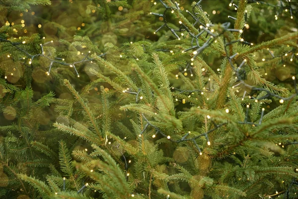 Rama Verde Una Guirnalda Pino Navidad Fondo Con Luces Brillantes —  Fotos de Stock