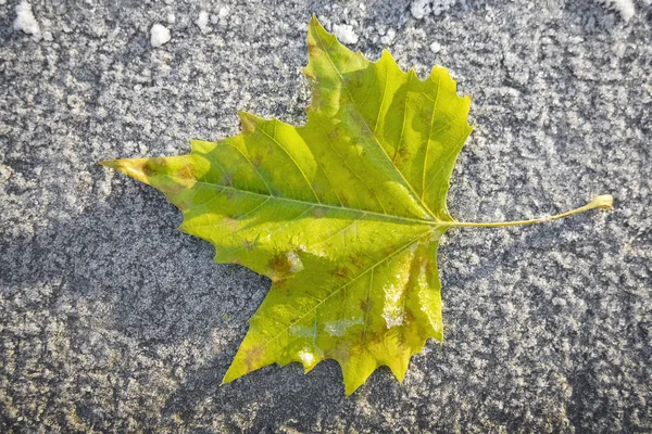 Vers Groen Geel Gevallen Esdoorn Blad Liggen Besneeuwde Ijzige Houten — Stockfoto