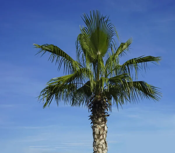 One tall palm tree alone with a cloudy dark blue background.