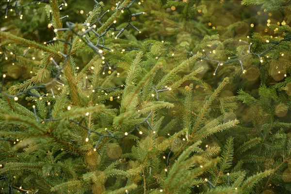 Groene Tak Van Een Kerst Dennenslinger Achtergrond Met Gloeiende Lichten — Stockfoto