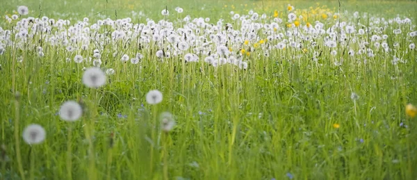 Campo Com Dentes Leão Macios Verão Paisagem Com Grama Verde — Fotografia de Stock