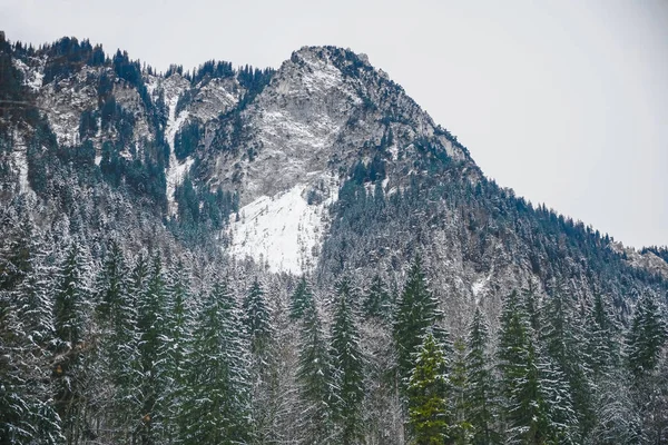 Снег Покрыл Зимние Горы Сосновом Лесу Бавария Германия Зимнее Время — стоковое фото