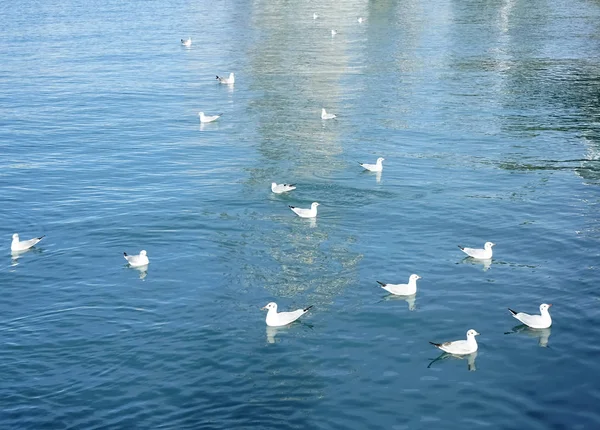 summer sunny sea photography with  sea gulls flying and sitting on a water waves,  outdoors. sunny day