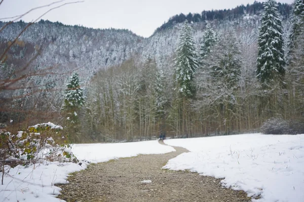 Sněhem Pokrytá Zimní Horská Stezka Stopami Borovém Lese Alpsee Bavorsko — Stock fotografie