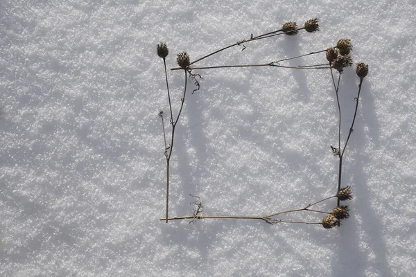 Ξηρό Καφέ Γρασίδι Λευκό Χιόνι Μινιμαλιστικό Πλάνο Των Τεσσάρων Φυτών — Φωτογραφία Αρχείου