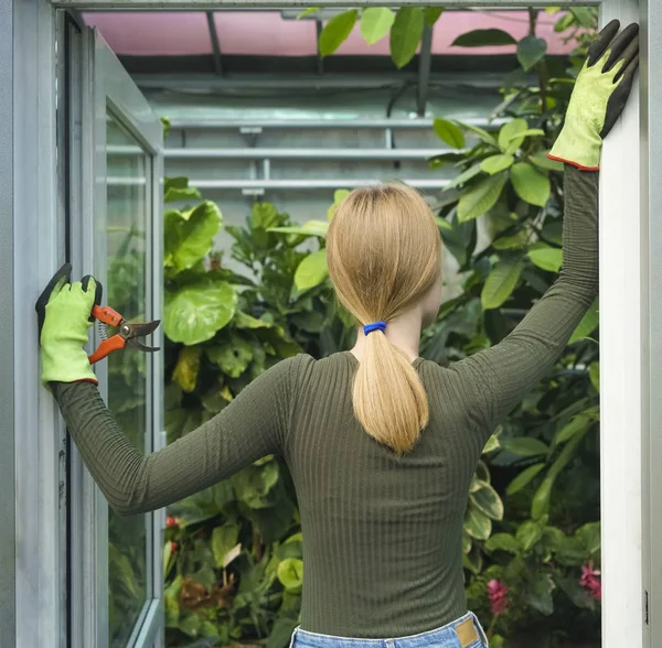 Kadın Bahçıvan Çiçekçi Sera Arka Planında Çit Makası Tutuyor Bahçe — Stok fotoğraf