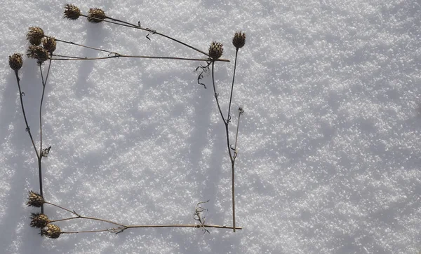 Torrt Brunt Gräs Vit Snö Minimalistisk Skott Fyra Växter Ram — Stockfoto