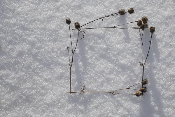 Ξηρό Καφέ Γρασίδι Λευκό Χιόνι Μινιμαλιστικό Πλάνο Των Τεσσάρων Φυτών — Φωτογραφία Αρχείου