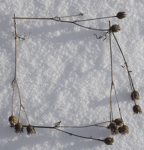 Torrt Brunt Gräs Vit Snö Minimalistisk Skott Fyra Växter Ram — Stockfoto