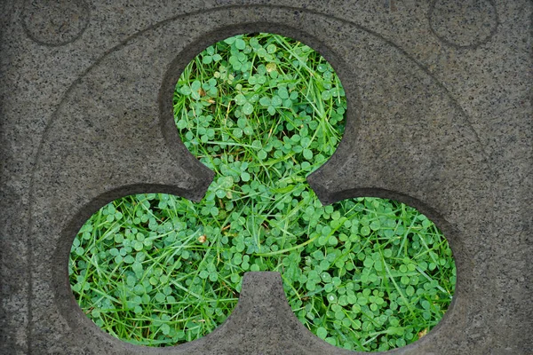 Shamrock Tre Blad Klöver Bakgrund Sten Form Klöver Patricks Dag — Stockfoto