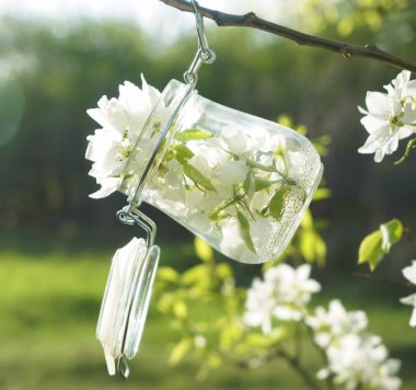 Çiçek açmış elma ağacına karşı dolu cam kavanoz. Bahar mevsimi. Bardaklarda elma ağacının beyaz çiçekleri. İlkbahar arkaplanı.