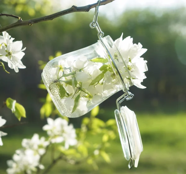 Full Glasburk Mot Soligt Äppelträd Blom Vårsäsongen Vita Blommor Äppelträd — Stockfoto