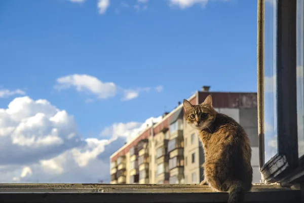 Кіт Сидить Віконній Рамі Вид Вікна Небі — стокове фото