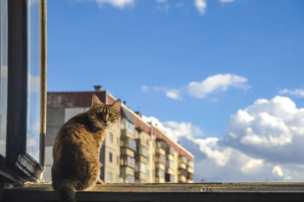 Chat Assis Sur Cadre Fenêtre Vue Fenêtre Ciel — Photo