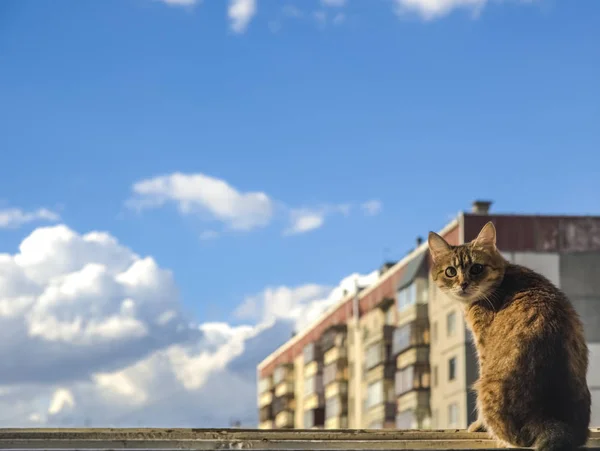 Gatto Seduto Sul Telaio Della Finestra Vista Dalla Finestra Cielo — Foto Stock