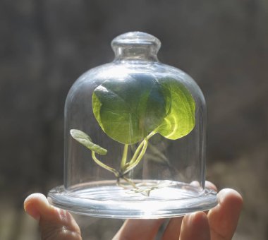 Elle tutulan cam tabakta yeşil yapraklı taze bitki, açık hava, çevre koruma konsepti. Bahar mevsimi. Baharın güneşli bahçesi. Güneş ve oksijen.