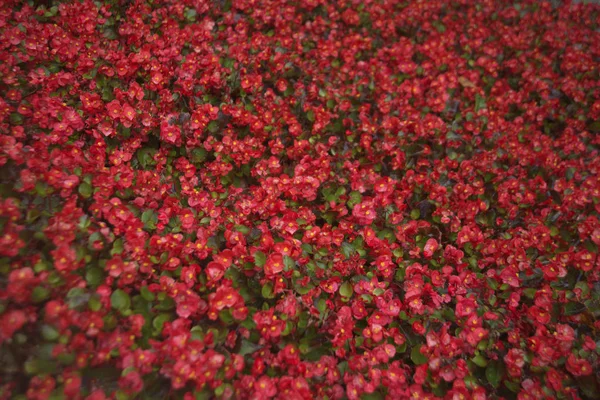 Wet red flowers background. Beautiful red  flowers with water drops, closeup. after rain.