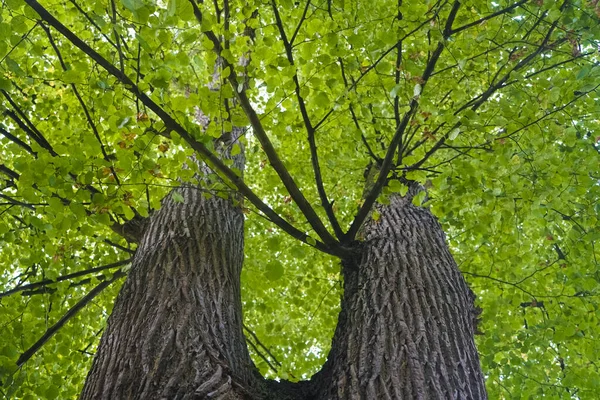 Trunk Van Grote Hoge Boom Gesplitst Twee Takken Kijk Omhoog — Stockfoto