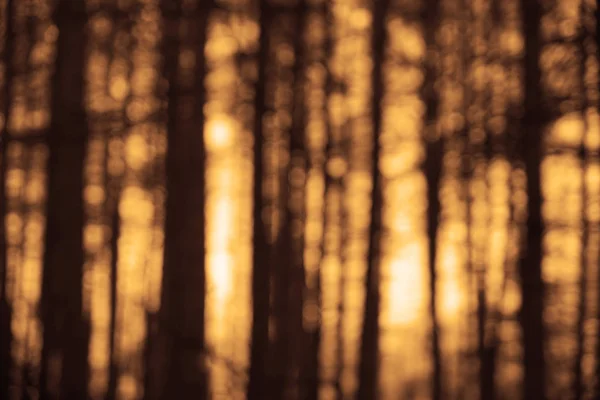 Wazige Natuur Achtergrond Wazig Dennenbos — Stockfoto