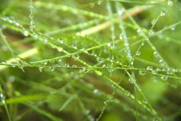 Gotas Agua Fondo Hierba Verde —  Fotos de Stock