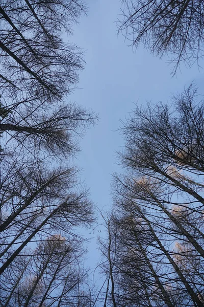 하늘에 가지들 아래에서 바라봄 — 스톡 사진