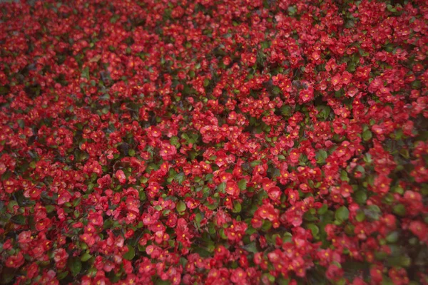 濡れた赤い花の背景 水の滴と美しい赤い花 閉じます 雨の後 — ストック写真