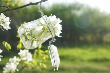 Çiçek açmış elma ağacına karşı dolu cam kavanoz. Bahar mevsimi. Bardaklarda elma ağacının beyaz çiçekleri. İlkbahar arkaplanı.