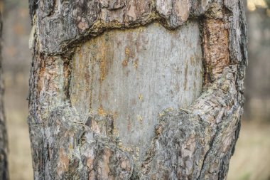 Organik yaşam konsepti: parlak sarı çam katranı damlaları sızdırmak, reçine. Koyu ağaç kabuğu arka plan, yaz günü. Hasarlı çam kabuğu. Çam ağacının üzerinde kalınlaşmış reçine.