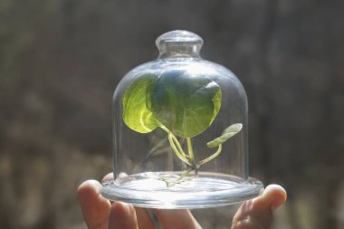 Elle tutulan cam tabakta yeşil yapraklı taze bitki, açık hava, çevre koruma konsepti. Bahar mevsimi. Baharın güneşli bahçesi. Güneş ve oksijen.