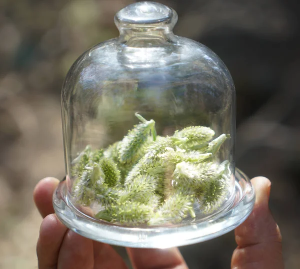 Placa Vidrio Mano Bajo Cubierta Con Planta Fresca Verde Con — Foto de Stock