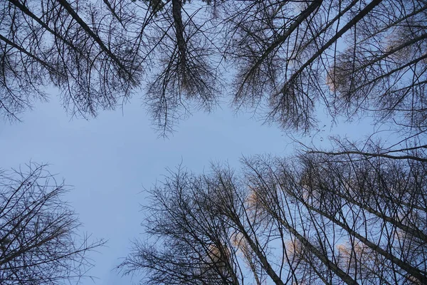 Larch Árvore Ramos Contra Céu Azul Vista Baixo Para Cima — Fotografia de Stock