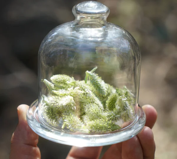 Placa Vidrio Mano Bajo Cubierta Con Planta Fresca Verde Con — Foto de Stock