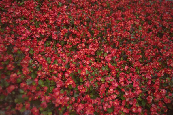 Wet red flowers background. Beautiful red  flowers with water drops, closeup. after rain.