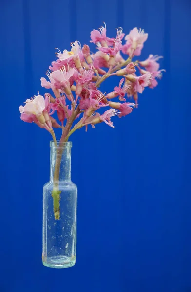 Kırmızı Bir Çiçek Mavi Duvarda Cam Bir Vazoda — Stok fotoğraf