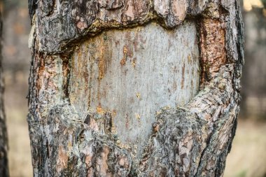 Organik yaşam konsepti: parlak sarı çam katranı damlaları sızdırmak, reçine. Koyu ağaç kabuğu arka plan, yaz günü. Hasarlı çam kabuğu. Çam ağacının üzerinde kalınlaşmış reçine.