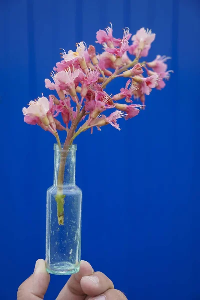 Ένα Κόκκινο Άγριο Λουλούδι Ένα Ρετρό Γυάλινο Βάζο Μπουκάλι Μπλε — Φωτογραφία Αρχείου