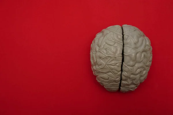 Cervello Umano Grigio Sfondo Rosso Spazio Copia Vuoto Inscrption Vista — Foto Stock
